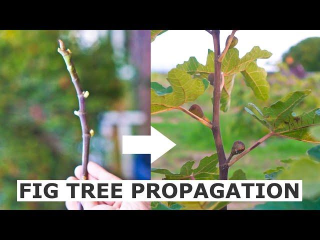 Propagate Fig Trees from Cuttings