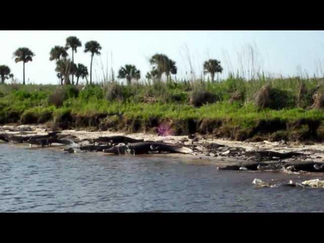 Florida Alligators on the St Johns River