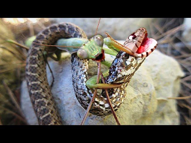 This Is Why Snakes Are Afraid of Mantises