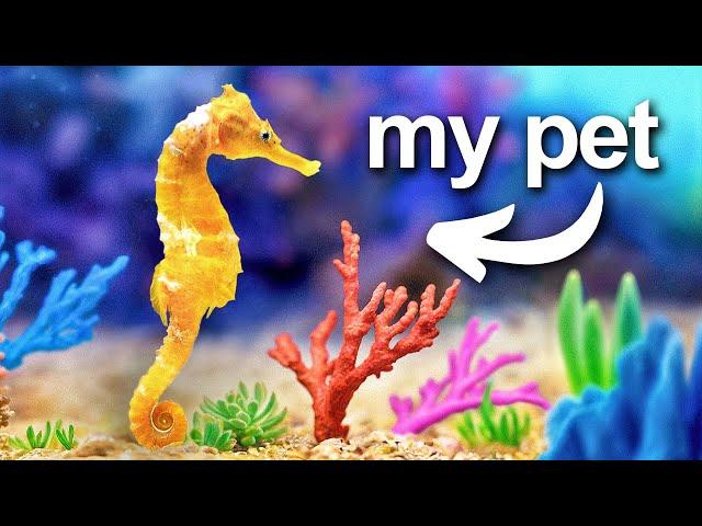 I Built a Coral Reef (for my pet seahorse)