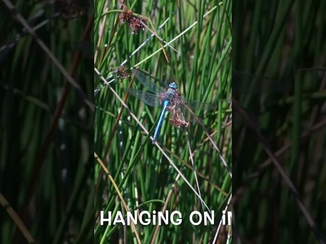 The Ultimate Pond Disaster: Armageddon Unleashed! #nature #wildlifefilmmaker #insects