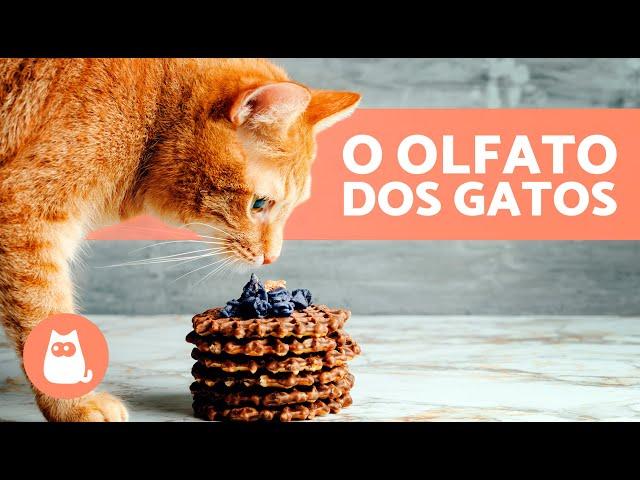 5 CURIOSIDADES sobre o OLFATO dos GATOS  Descubra!