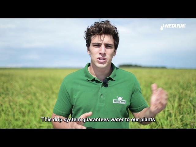 Drip Rice Pioneers in La Fagiana, Italy I Netafim