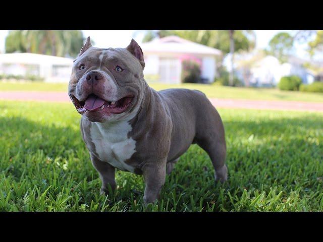 Venom The $500,000 American Bully