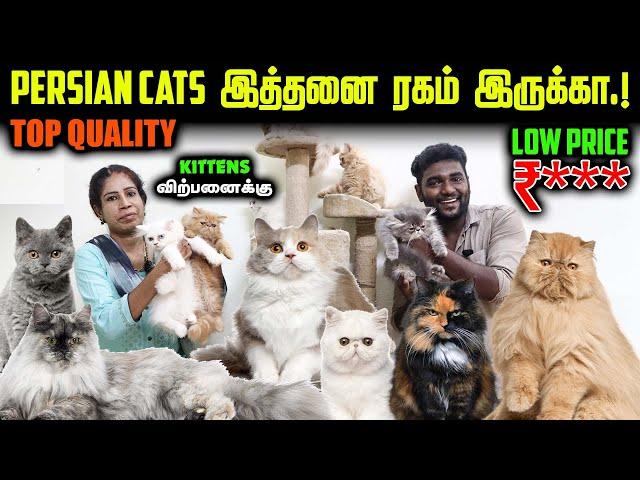 உங்க வீட்டுக்கே வரும் Pretty Persian Cats | Persian Kittens For Sales | Low Price Kittens