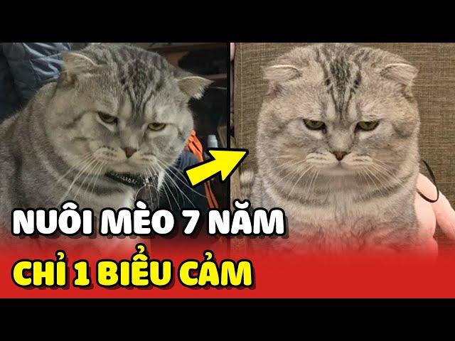 Chú mèo nuôi 7 năm nhưng chỉ có đúng 1 BIỂU CẢM trên gương mặt  | Yêu Lu