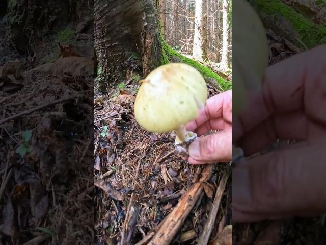 Amanita phalloides ️deadly poisonous️#shorts #new #forest #nature #viral #wild #funghi #bosnia