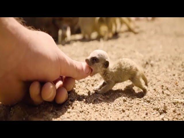 Cute meerkat pups that fit into your hand could melt your heart