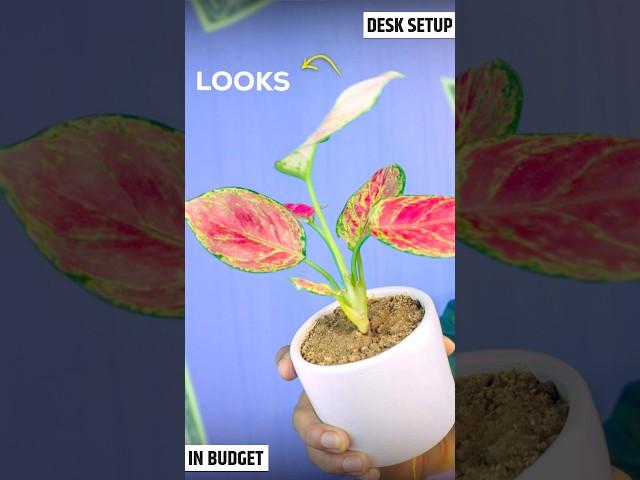 STOP Wasting Money on the WRONG Desk Setup!  #aglaonema #desksetup #indoorplants