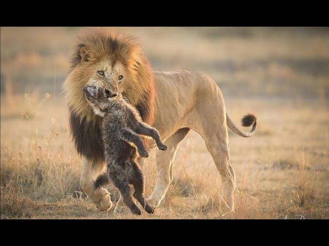 King wakes UP - Lion's vs hyena's