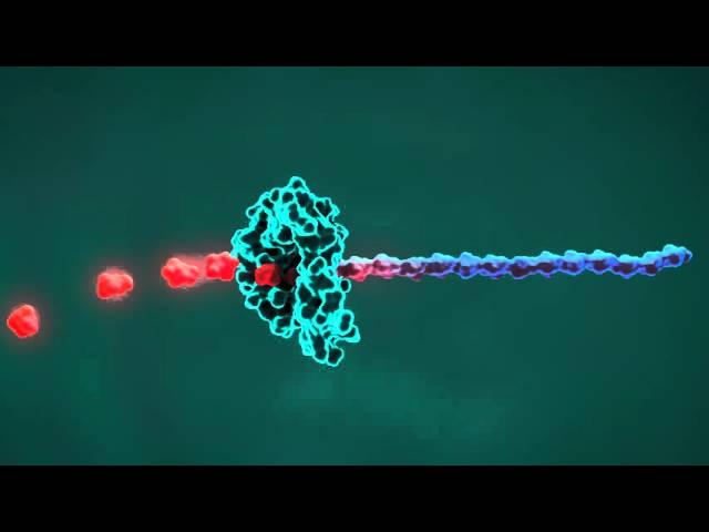 MD simulation and animation test: Protein cutting a polymer