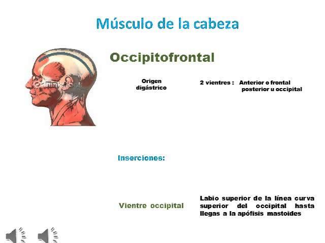 musculo occipitofrontal