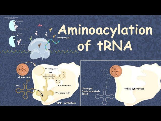 Aminoacylation of tRNA: translation 101