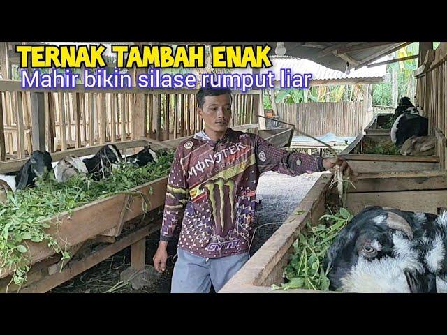 Cara Silase Rumput Liar  Obat Kambing Kembung, Keracunan, Ciri Kambing Cerewet