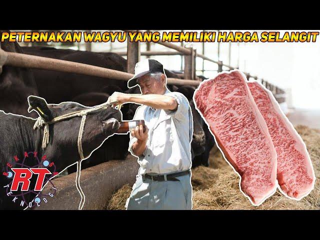 Begini Proses Peternakan Sapi Wagyu Jepang Termahal Di Dunia