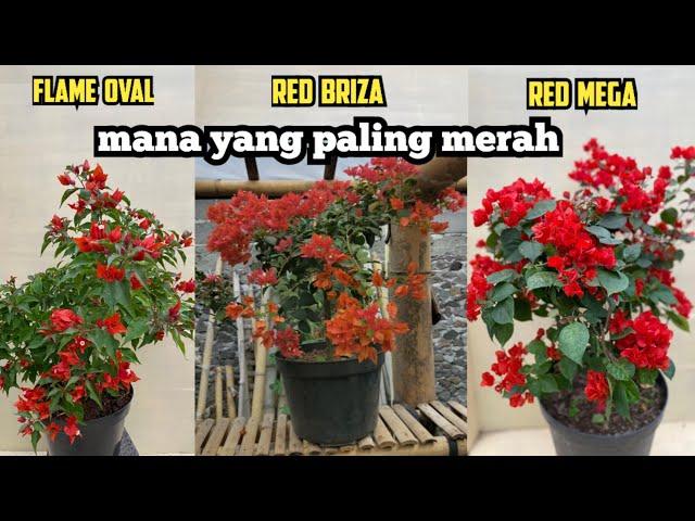 TIGA BOUGENVILLE BERWARNA MERAH CERAH