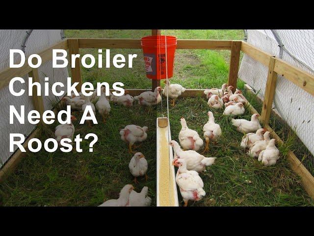 Do Broiler Chickens Need a Roost?