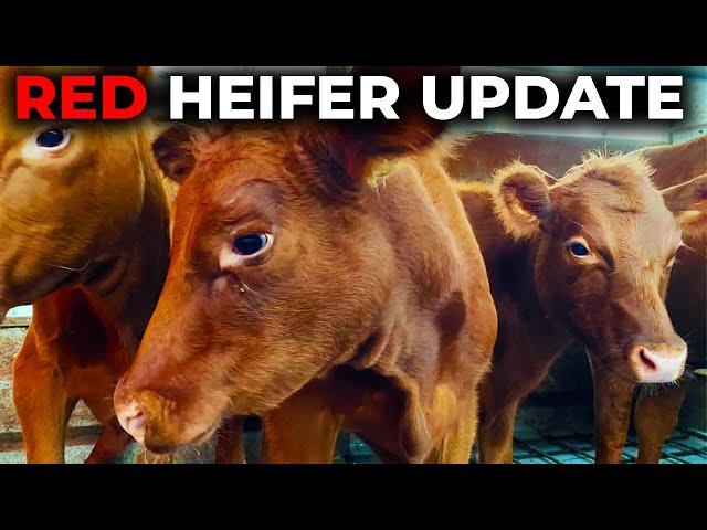 The Red Heifer Ceremony is Going to Happen Red Heifer Update from Jerusalem 2025