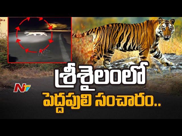 Tiger Spotted Roaming At Srisailam Ghat Road , Officials Alert Public | Ntv