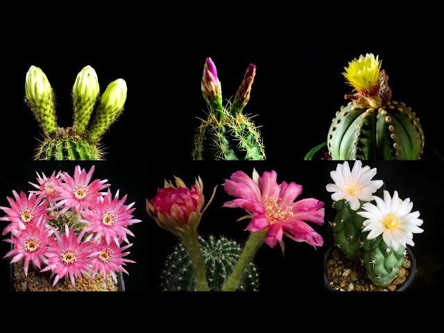 4k Cactus Flowering Timelapse (relaxing music)