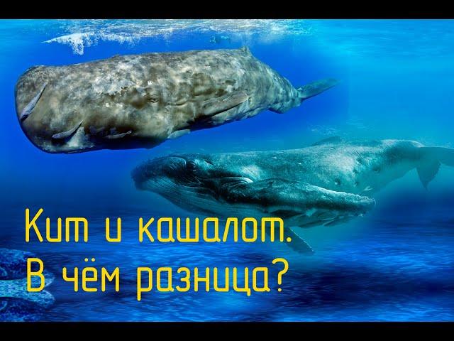 Кит и кашалот.  Их отличия.