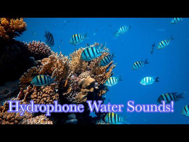 ASMR Hydrophone Underwater Sounds