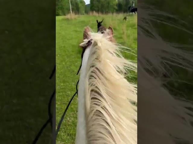 He spooked at the dog  #horsespook #subscribe #equestrian