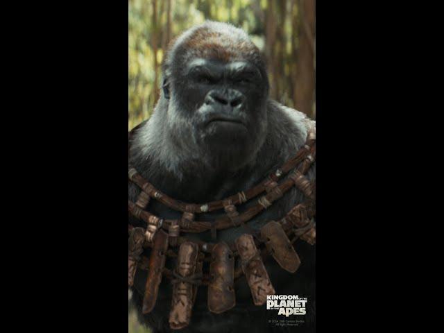 Kingdom of the Planet of the Apes | What a Wonderful Day | In Cinemas Now