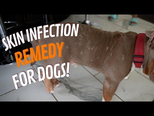 Best Treatment for Dog Skin Problems (Dog Skin Infections)