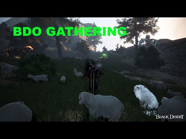 300 MIL AN HOUR WITH WOLF MEAT - GATHERING FOR PROFIT | BLACK DESERT ONLINE