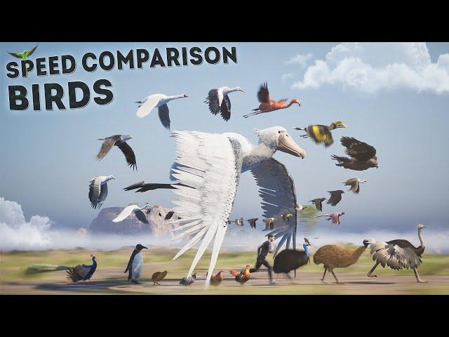 SPEED COMPARISON 3D | Birds 