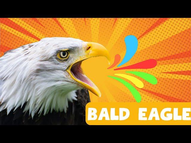 THE GREAT bald eagle -bald eagle  facts for kids