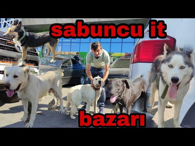 Sabuncu İt Bazarı. 19.09.2021