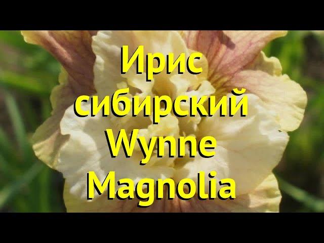 Ирис сибирский Винни Магнолия. Краткий обзор, описание характеристик iris sibirica Wynne Magnolia