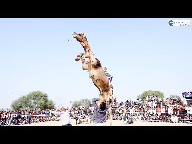 New Marwadi Dj Song | New Rajasthani Camel Dance | मारवाड़ी डांस वीडियो