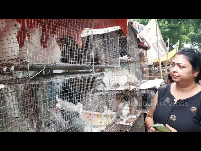 The biggest pigeon market️/galiff street bird market Kolkata