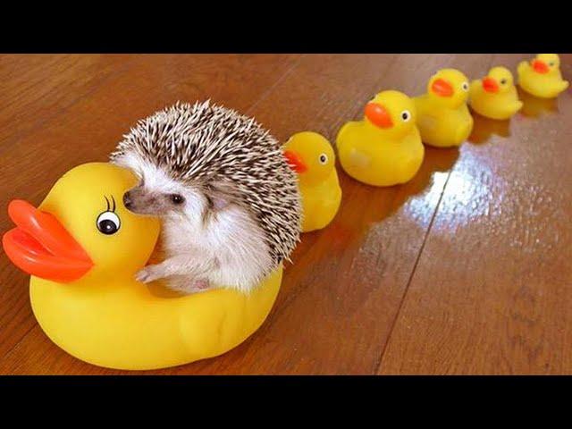 Cute and Funny Moments with  Hedgehogs Compilation : 12 Interesting Facts about Hedgehog