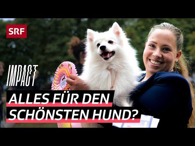 Hundeshows in der Kritik – So weit gehen Hundebesitzer für die Auszeichnung | Impact | SRF