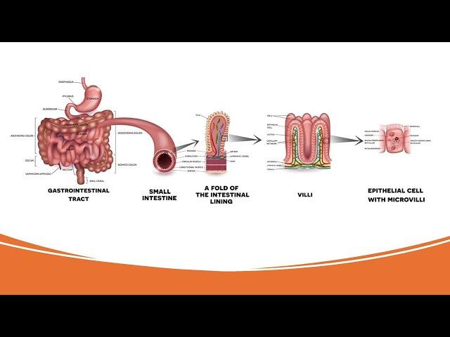 Digestion in small intestine - சிறுகுடலில் செரித்தல்