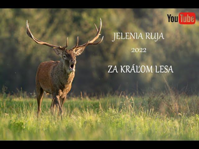 VLOG #13 - JELENIA RUJA 2022 - ZA KRÁĽOM LESA / 4K + TITULKY