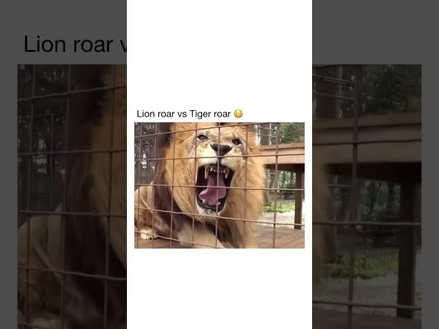 Lion roar vs Tiger roar #animal #lion #tiger #roar #wildlife #vs #predator #zoo #animals #bigcat