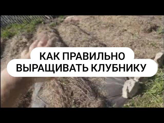 Как выращивать клубнику в правильном земледелии