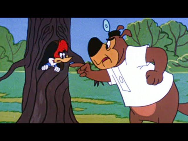 This Tree is Off-Limits! | 2.5 Hours of Classic Episodes of Woody Woodpecker