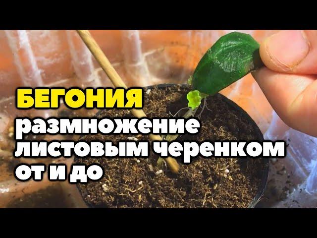 Размножение бегоний листовыми черенками в воде от и до