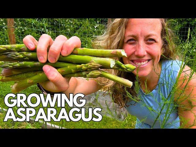 Unlock the Secret to Bountiful Asparagus Harvests