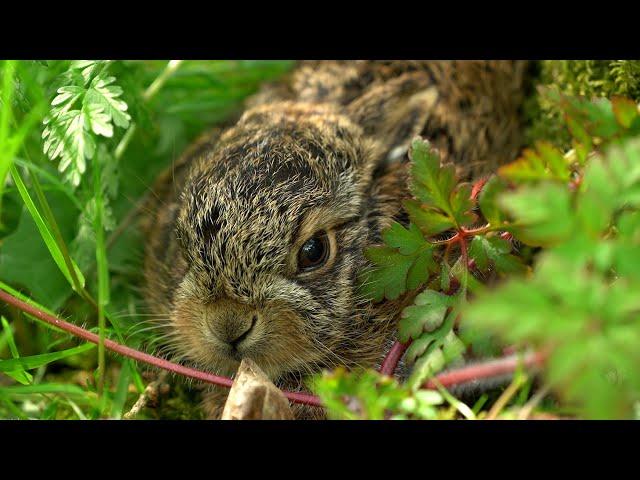Hare Raises Baby Leveret in My Back Garden | Discover Wildlife | Robert E Fuller