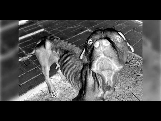 Caught On Night Vision Animal Cops Detroit Rescue Starving Dog With Hope For Paws