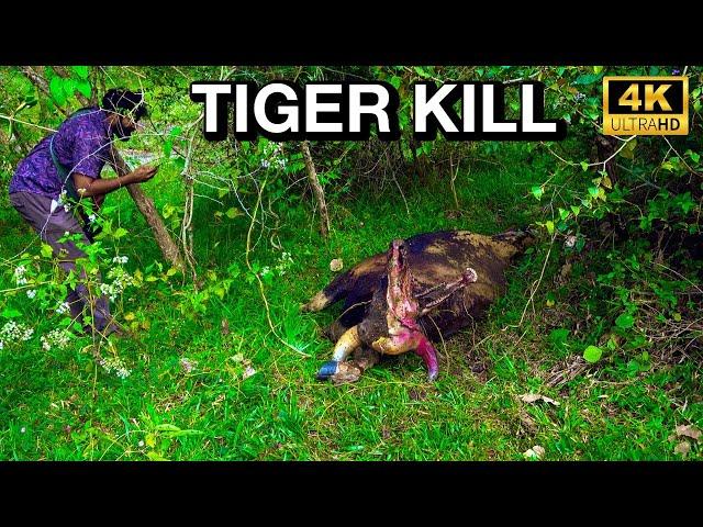 Tiger killing കടുവയെ പിന്തുടർന്ന് കാട്ടിൽ കയറിയപ്പോൾ കണ്ട ഭയാനകമായ കാഴ്ച | Parambikulam Trekking -4K