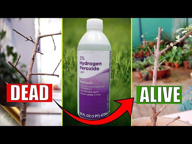 HOW TO CORRECTLY USE HYDROGEN PEROXIDE IN YOUR GARDEN?