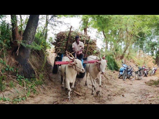 Bullock Cart Ride | Bullock Cart Race